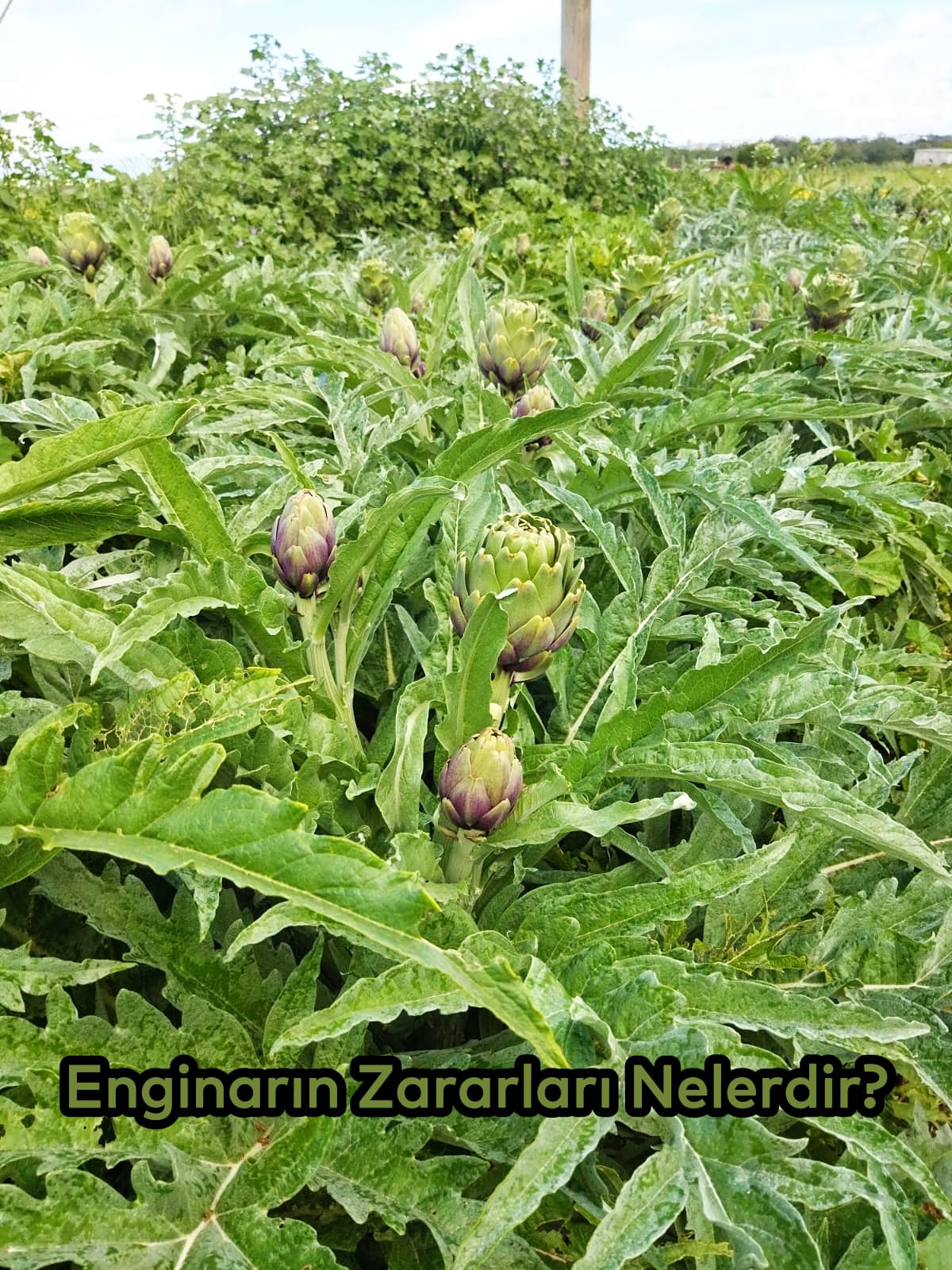 Uğur Enginarcılık - Enginarın Zararları Nelerdir?